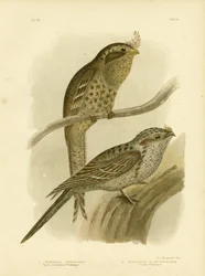 Tawny-Shouldered Podargus of Tawny Frogmouth, 1891